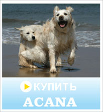 Купить корм для кошки
