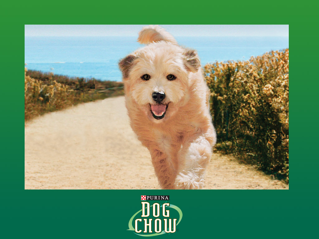 purina dog chow