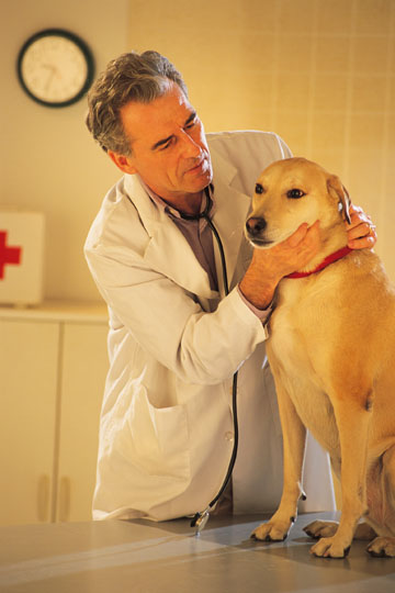 Eukanuba Veterinary Diet