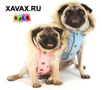 Корма для кошек СПБ