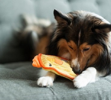 PetStages Игрушка для собак Invinc Mini Цыпленок 17 см без наполнителя