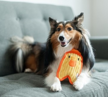 PetStages Игрушка для собак Invinc Mini Цыпленок 17 см без наполнителя